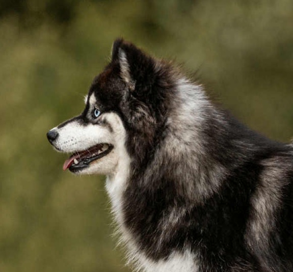 Tete de Vaika - Vanessa Vetter