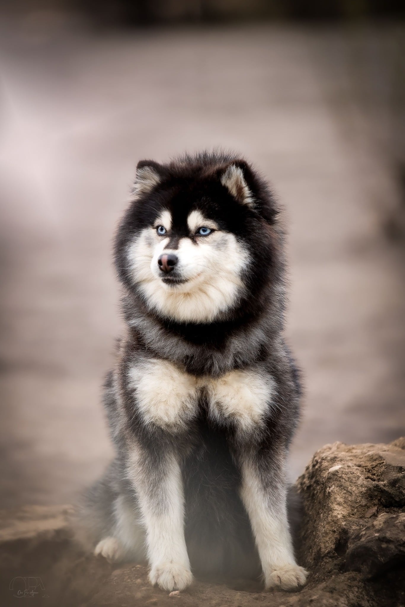 Urumi Mei du Lys d'or