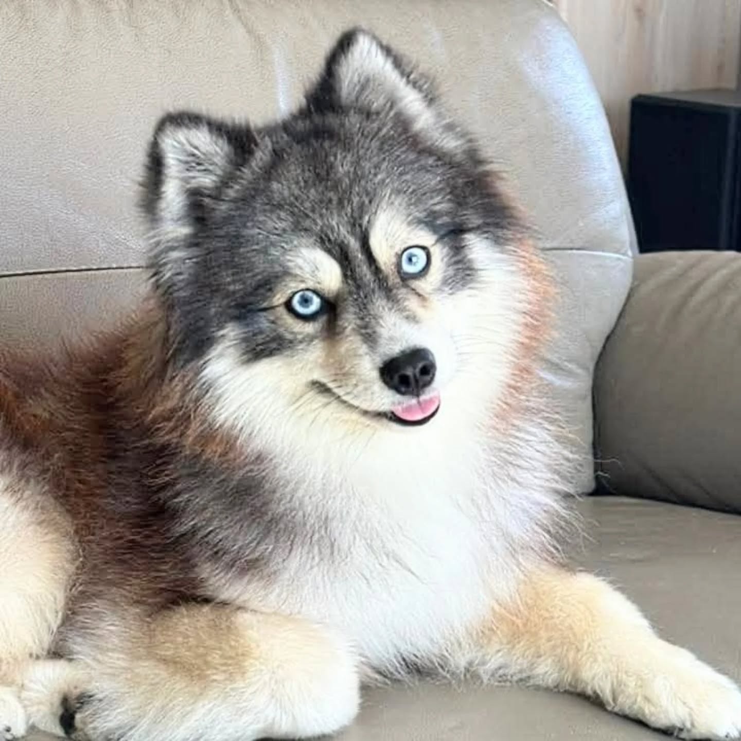 Akela