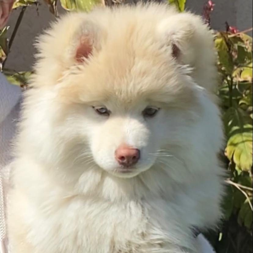 Chiot Pomsky