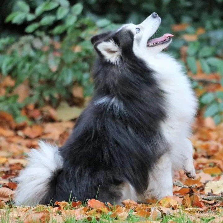 Maïtouk