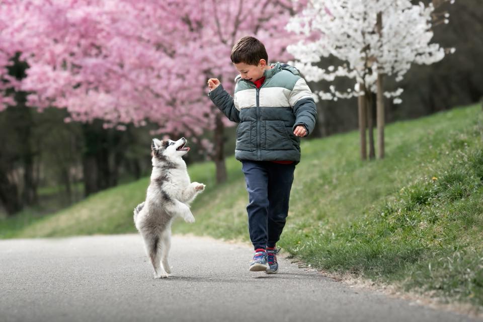 Les méthodes d’éducation adaptées au caractère du Pomsky