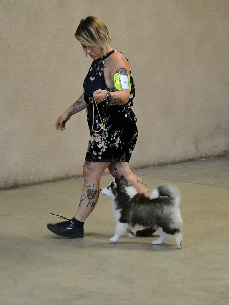 Petit fascicule de préparation pour une exposition canine