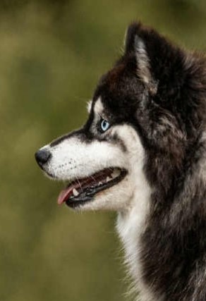 Profil Vaika