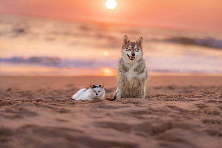 Pomsky et plage : attention aux dangers de l’océan !