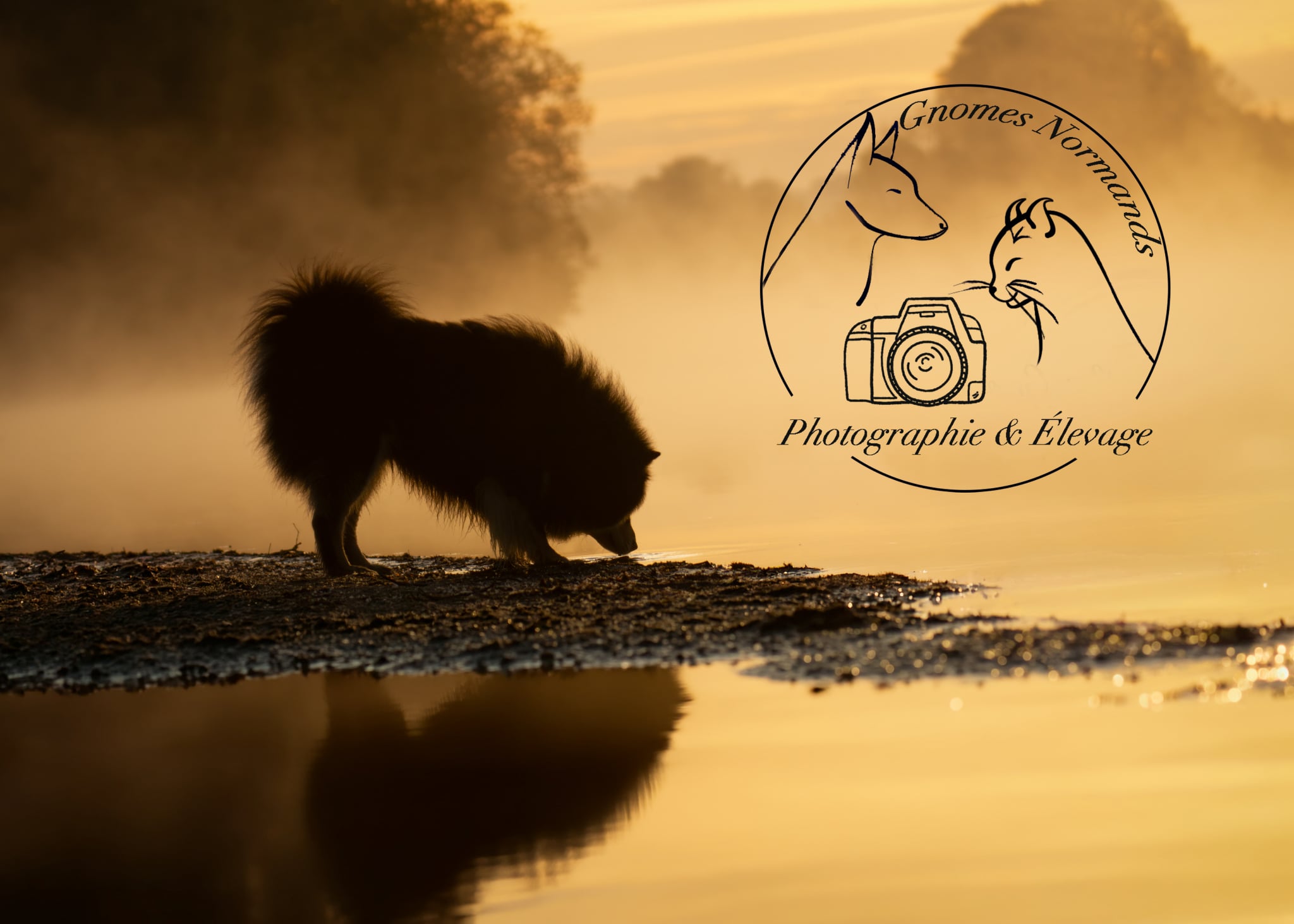 Gnomes Normands Photographie