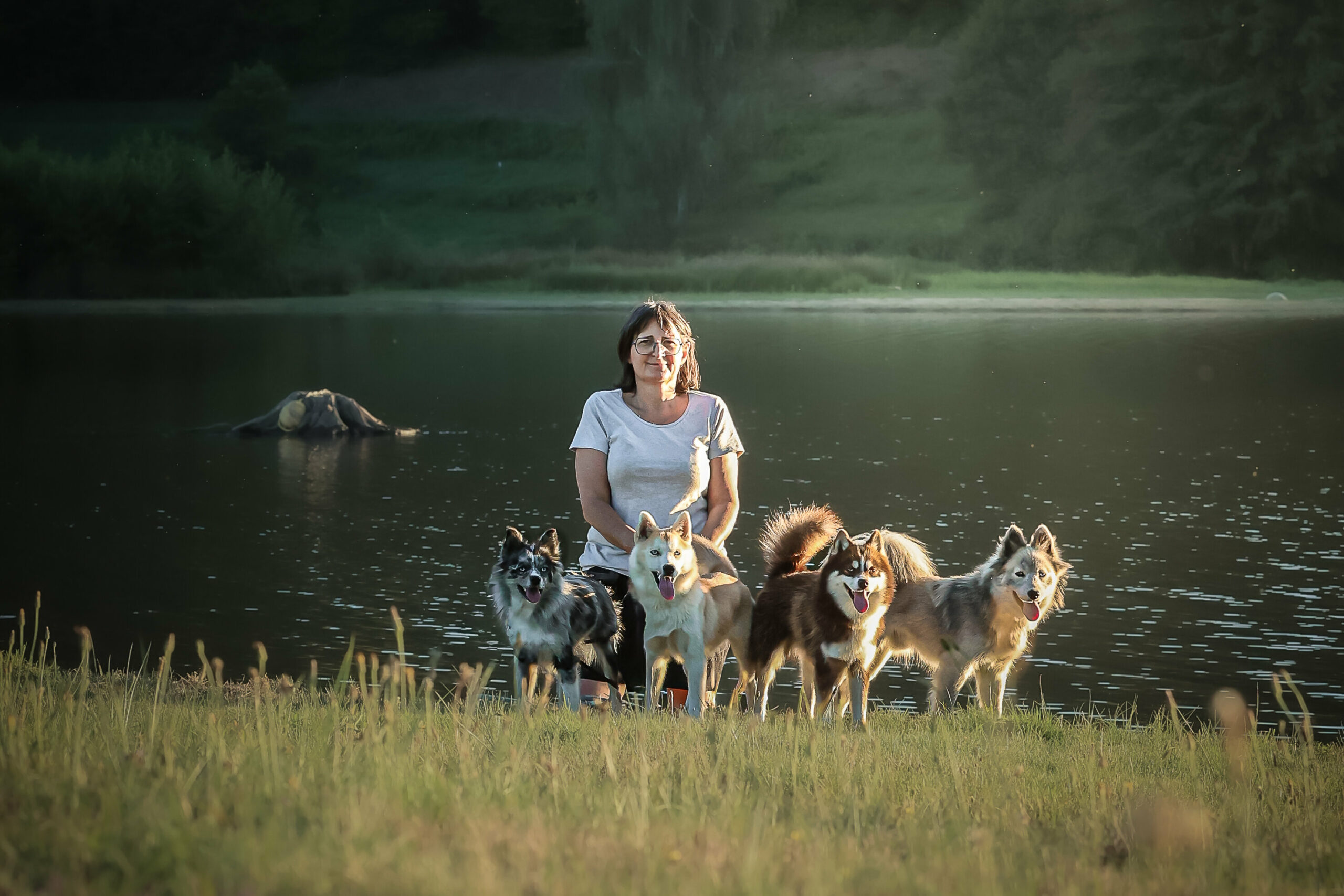 Pomsky du lac du Tolerme